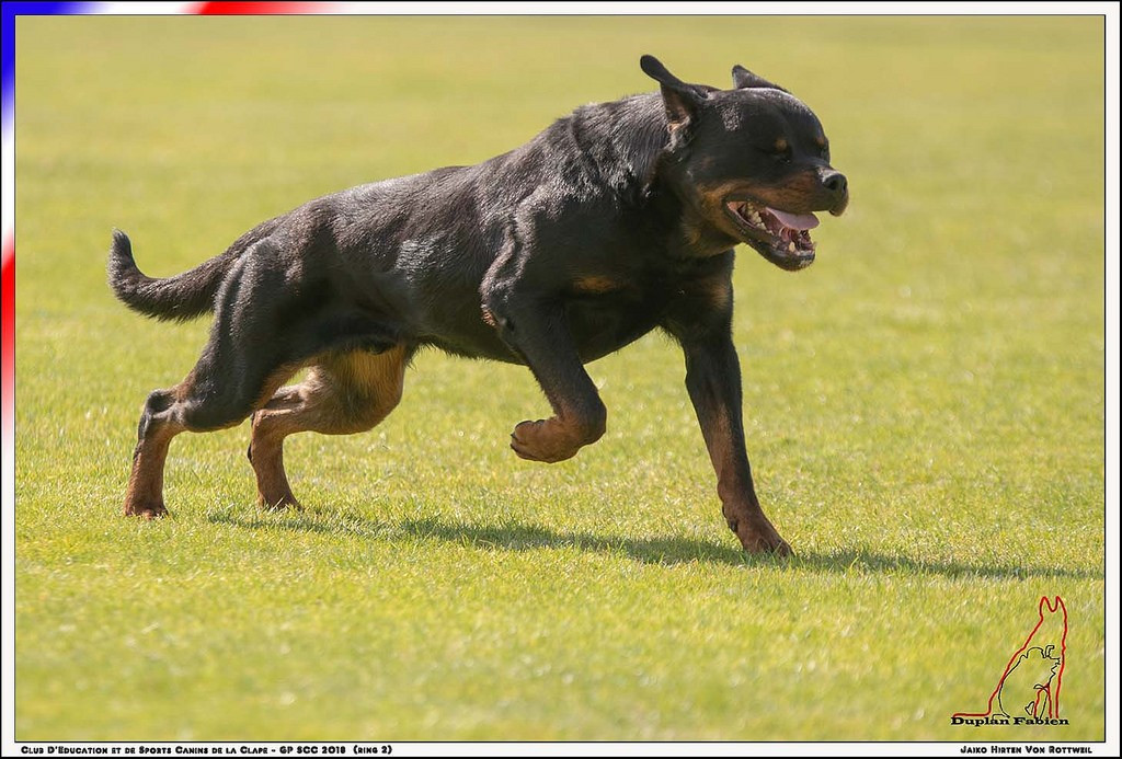 "WORKING ROTTWEILER" Retour vers le futur ............ sur 4 décennies avec 25 Rottweilers différents !